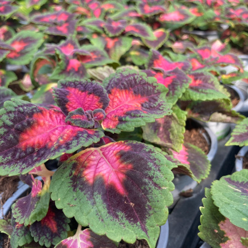 Coleus Fifth Avenue