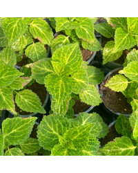 Coleus River Walk