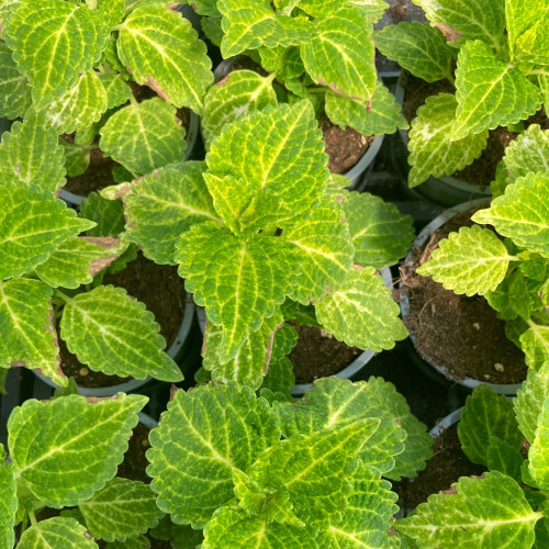 Coleus River Walk