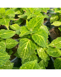 Coleus River Walk