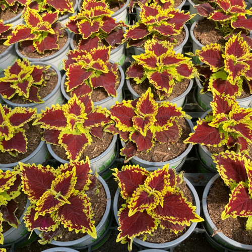 Coleus Stained Glassworks Crown Jewel