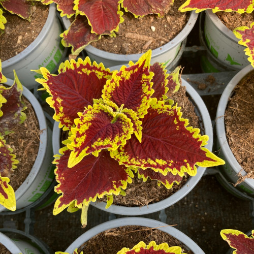 Coleus Stained Glassworks Crown Jewel