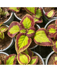 Coleus Stained Glassworks Velvet