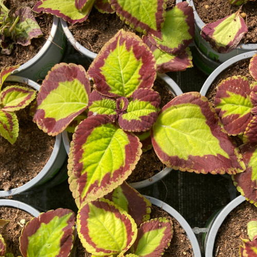 Coleus Stained Glassworks Velvet