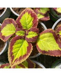 Coleus Stained Glassworks Velvet