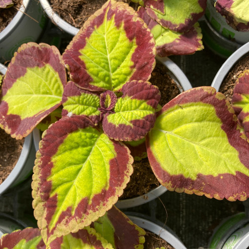 Coleus Stained Glassworks Velvet