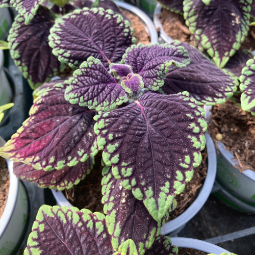Coleus Abbey Road
