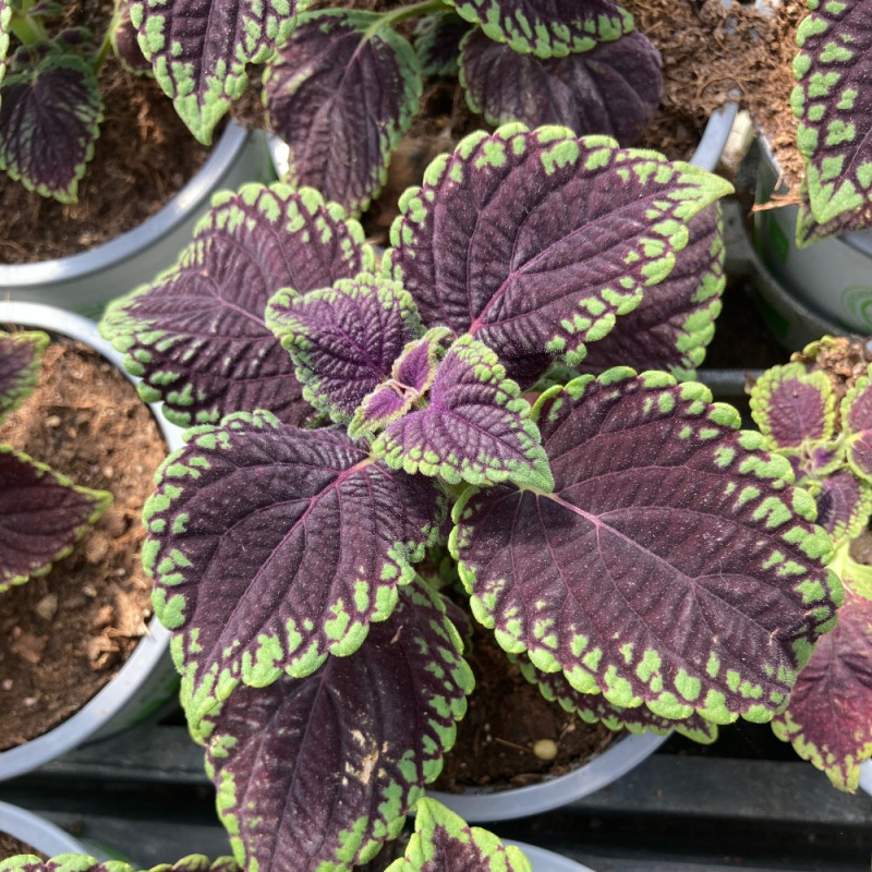 Coleus Abbey Road feuillage couleur Vert et brun
