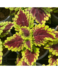 Coleus Oxford Street