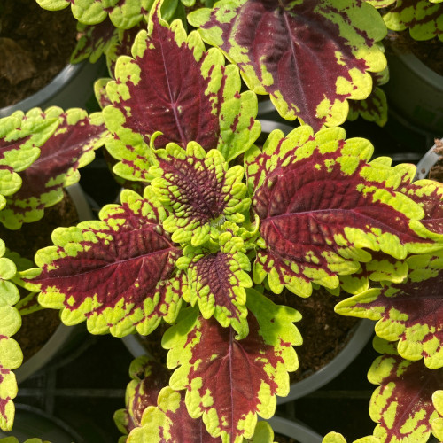 Coleus Oxford Street