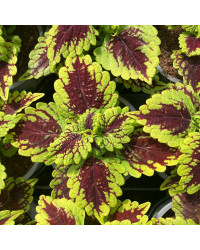 Coleus Oxford Street