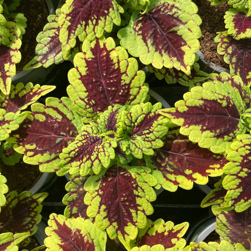 Coleus Oxford Street