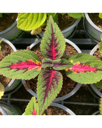 Coleus Stained Glassworks Spacecake