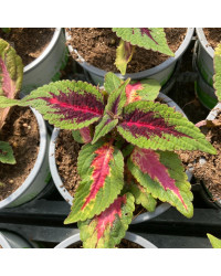Coleus Stained Glassworks Spacecake