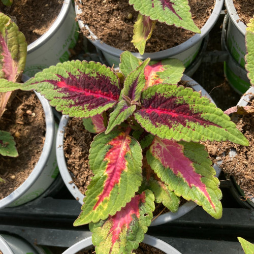 Coleus Stained Glassworks Spacecake