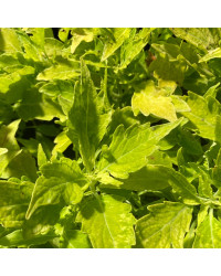 Coleus River Walk