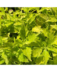 Coleus River Walk