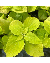 Coleus Chartres Street