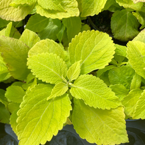 Coleus Chartres Street