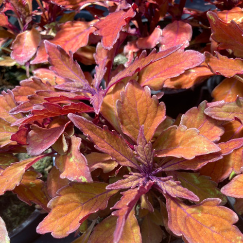 Coleus Wall Street