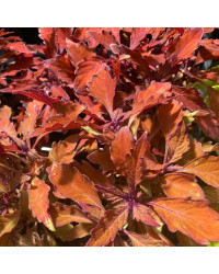 Coleus Wall Street