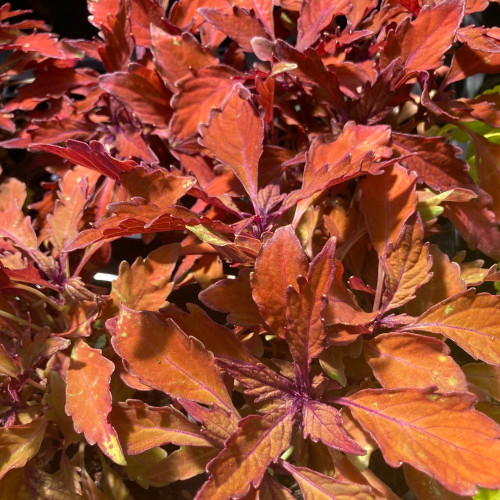 Coleus Wall Street