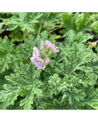 Geranium Zonal odorant Citronelle rose