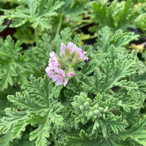 Geranium Zonal odorant Citronelle rose