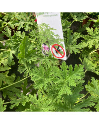 Geranium Zonal odorant Citronelle rose