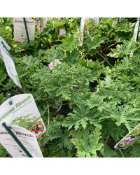 Geranium Zonal odorant Citronelle rose