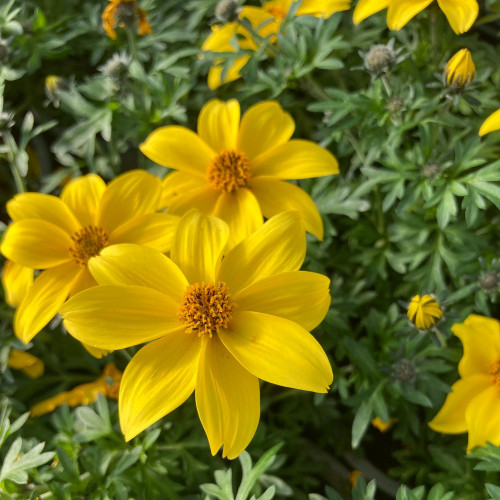 Bidens Ferulifolia Yellow Charm