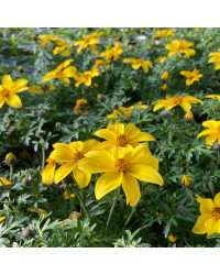Bidens Ferulifolia Yellow Charm
