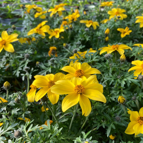 Bidens Ferulifolia Yellow Charm