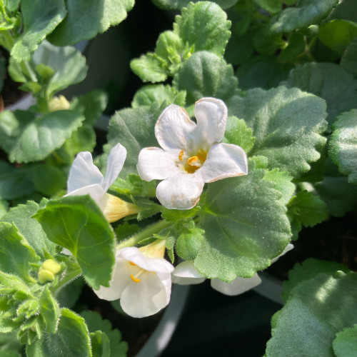 Bacopa Gulliver Dynamic White