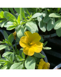 Calibrachoa Callie Hybrida Deep Yellow