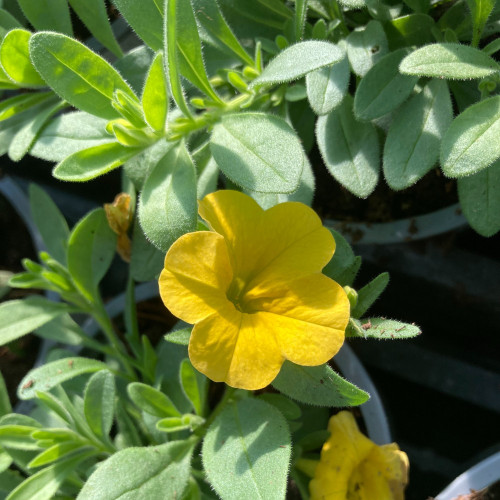 Calibrachoa Callie Hybrida Deep Yellow