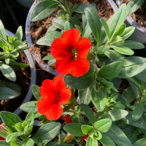 Calibrachoa Noa Red Improved