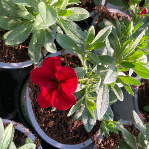 Calibrachoa Noa Red Improved