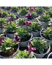 Surfinia Cascade Sweetunia Miss Marvelous