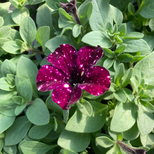 Petunia Surfinia Lightning Sky