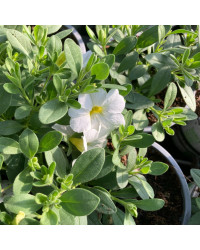 Calibrachoa Callie White