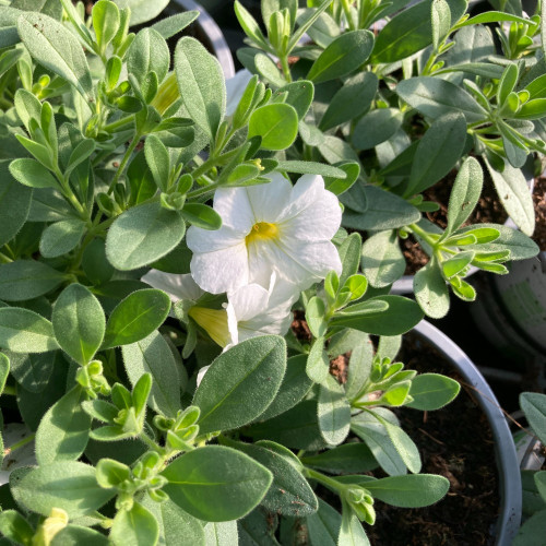 Calibrachoa Callie White