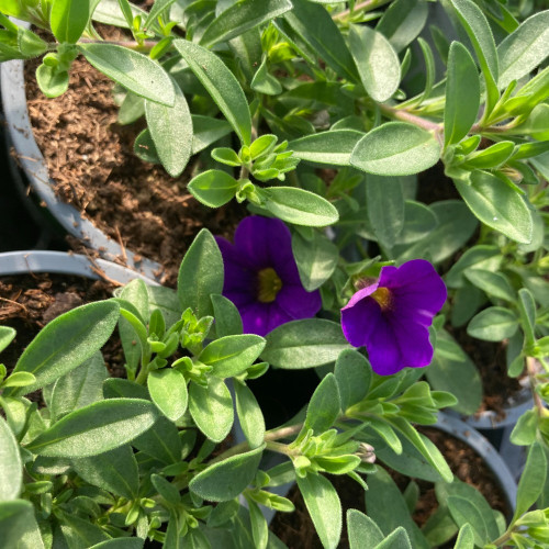 Calibrachoa Callie Hybrida Deep Blue