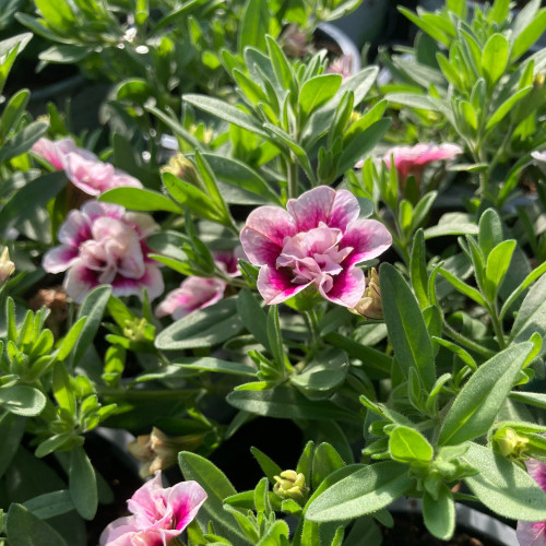 Calibrachoa Uno Double Pinktastic