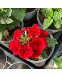Verveine Endurascape Cpt Lava Red