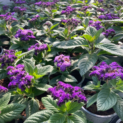 Heliotrope Arborescens Marine