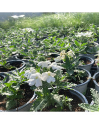 Verbena Blues Lime White