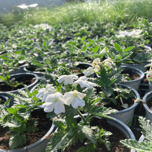 Verbena Blues Lime White