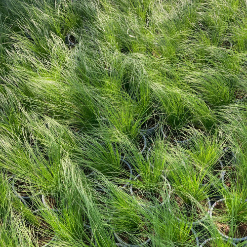 Stipa Cheveux D'Ange Pony Tails