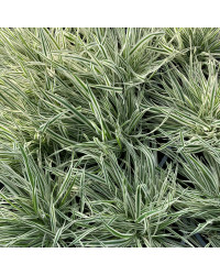 Holcus Mollis Albovariegatus Vert Panaché Blanc